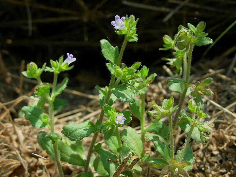 Campanula erinus L. / Campanula minore